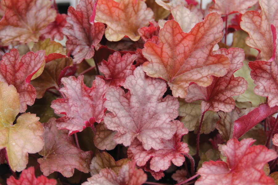 Heuchera Peach Flambe 72