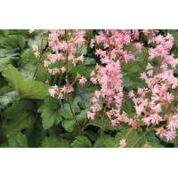 Heucherella Pink Revolution 21