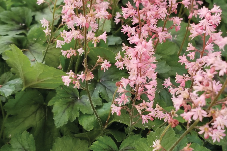Heucherella Pink Revolution 72