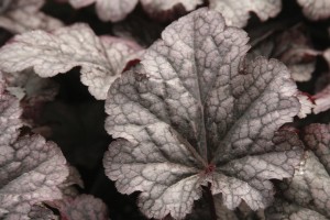 Heuchera Plum Pudding 21