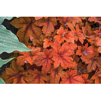 Heucherella Pumpkin Spice 21