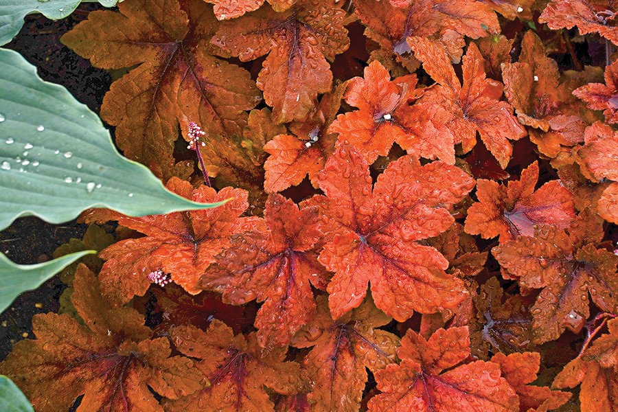 Heucherella Pumpkin Spice 72