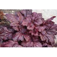 Heuchera Red Dragon 21