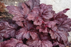 Heuchera Red Dragon 21