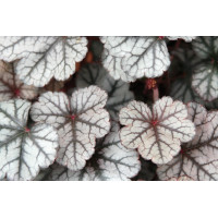 Heuchera Silver Scrolls 21