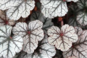 Heuchera Silver Scrolls 21