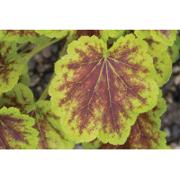 Heucherella Solar Eclipse 21