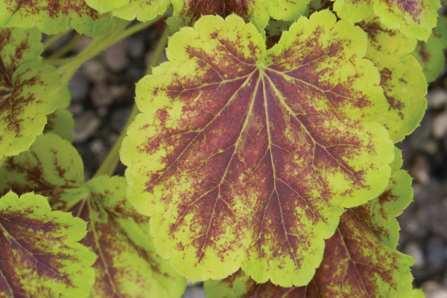 Heucherella Solar Eclipse 72