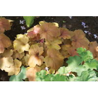 Heuchera Southern Comfort 72