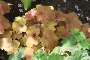 Heuchera Southern Comfort 72