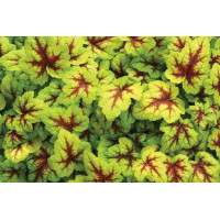 Heucherella Stoplight 72