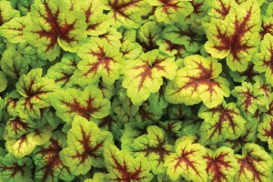 Heucherella Stoplight 21