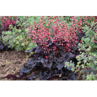 Heuchera Timeless Night 21