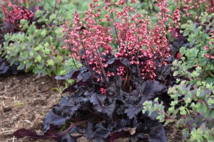 Heuchera Timeless Night 72