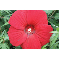 Hibiscus Fireball 50