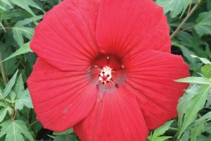 Hibiscus Fireball 21