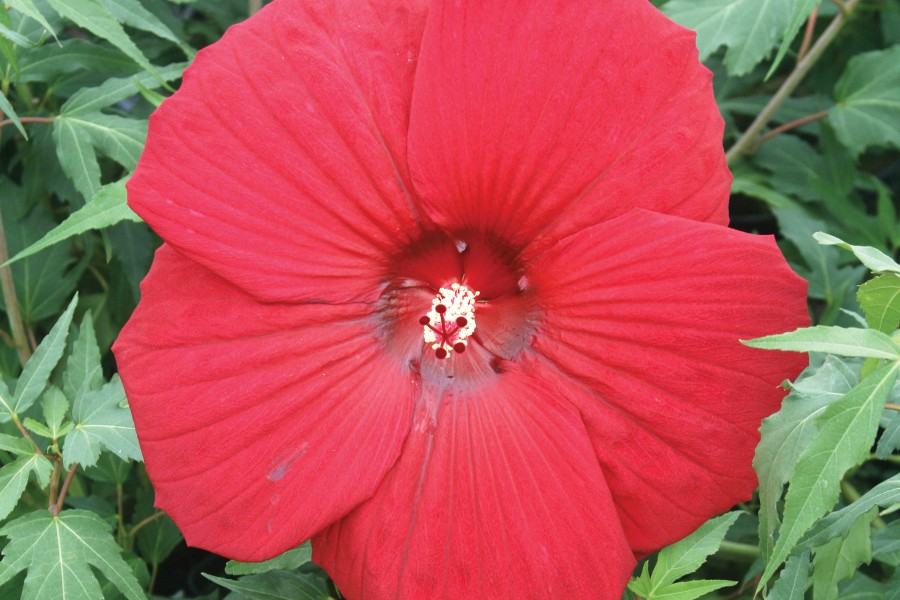 Hibiscus Fireball 50