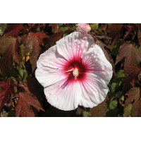 Hibiscus Kopper King 50