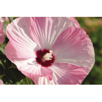 Hibiscus Luna Pink Swirl 21