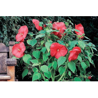 Hibiscus Luna Red 50