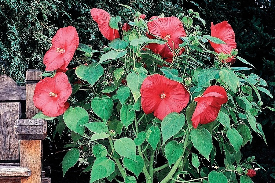 Hibiscus Luna Red 21