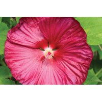 Hibiscus Luna Rose 50