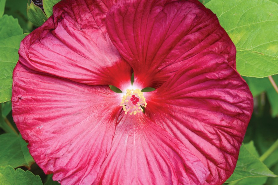 Hibiscus Luna Rose 50