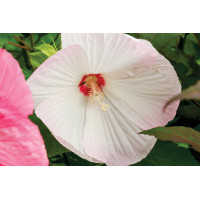 Hibiscus Luna White 21