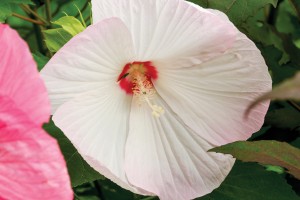 Hibiscus Luna White 21