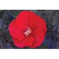 Hibiscus Midnight Marvel 21