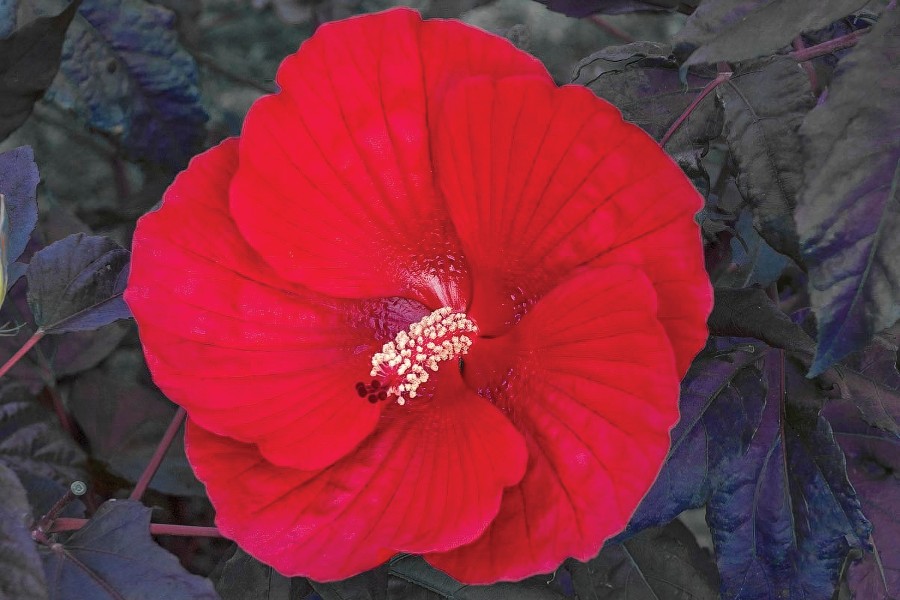 Hibiscus Midnight Marvel 21