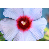 Hibiscus Summer Spice Bleu Brulee 21