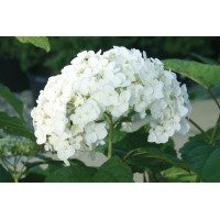 Hydrangea Annabelle 21