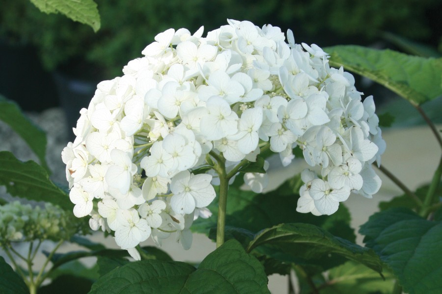 Hydrangea Annabelle 21