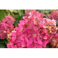 Hydrangea Bonfire 50 Hydrangea Bonfire 50