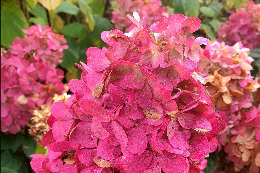 Hydrangea Bonfire 21 Hydrangea Bonfire 21