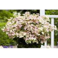 Hydrangea Early Evolution 50