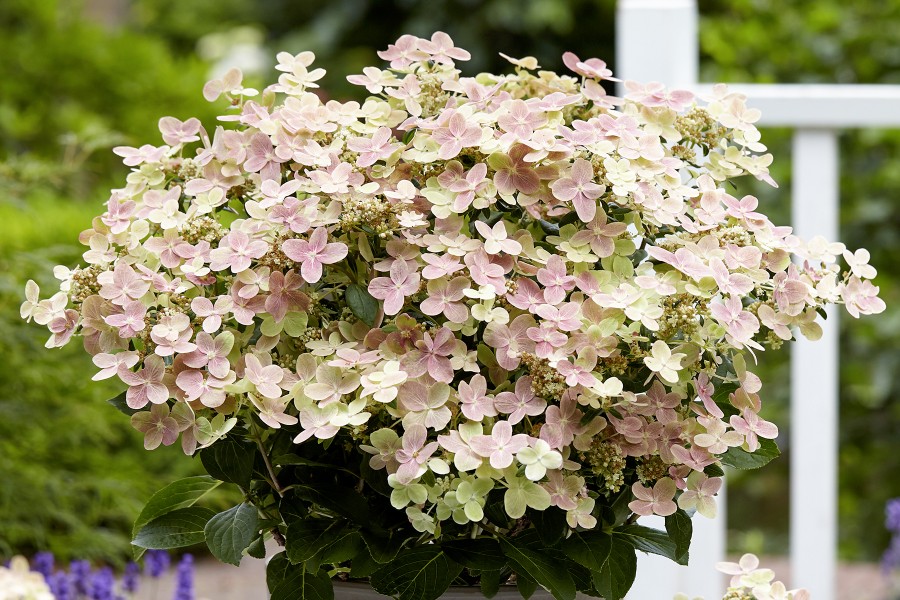 Hydrangea Early Evolution 21