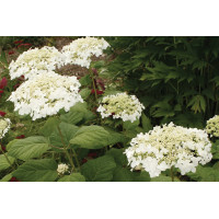 Hydrangea Haas Halo 50