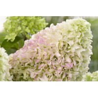 Hydrangea Little Fresco 21 Hydrangea Little Fresco 21