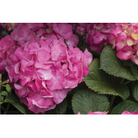 Hydrangea Merritt Supreme 21