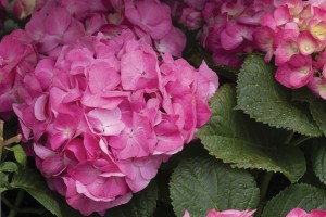 Hydrangea Merritt Supreme 21