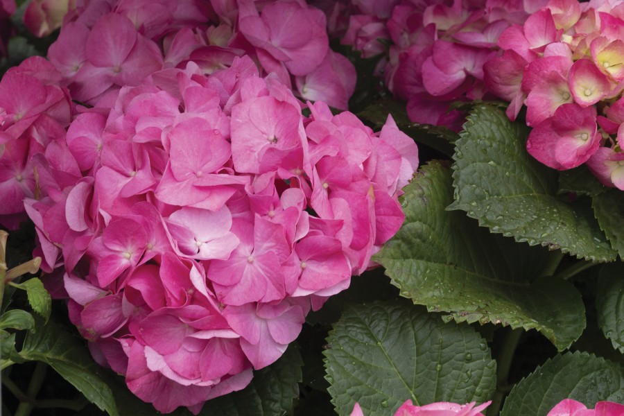 Hydrangea Merritt Supreme 50