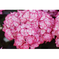 Hydrangea Miss Saori 21