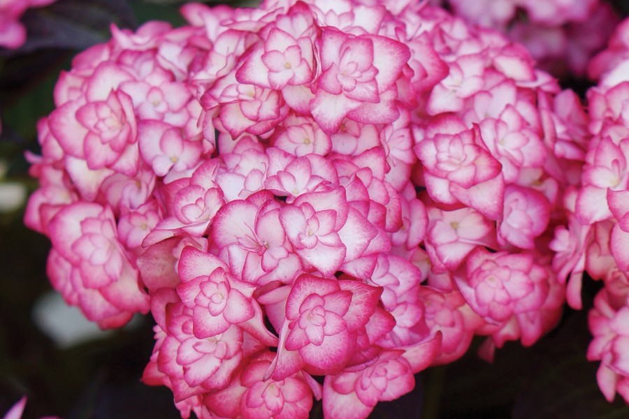 Hydrangea Miss Saori 50