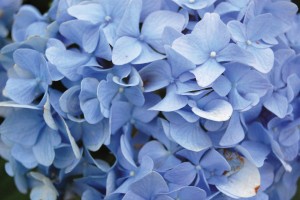 Hydrangea Nikko Blue 21