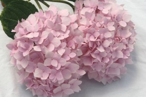 Hydrangea Penny Mac 21