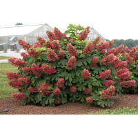 Hydrangea Ruby Slippers 50