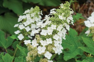 Hydrangea Snow Queen 21