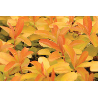 Hypericum Brigadoon 21